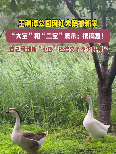 网红大鹅,从田间到网络,一只鹅的传奇之旅